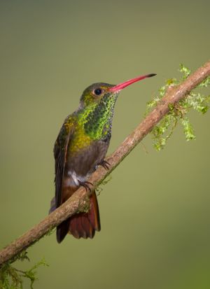 Rufous-tailed hummingbird.