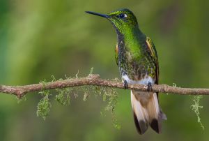 Buff-tailed coronet hummingbird.