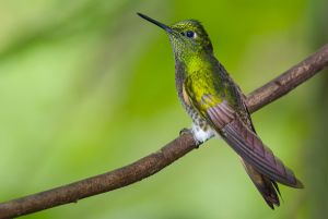 Buff-tailed coronet hummingbird.