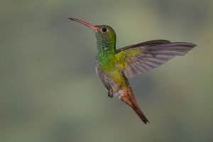 Rufous-tailed hummingbird.