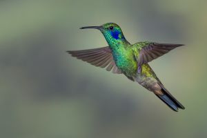 Green violetear hummingbird.