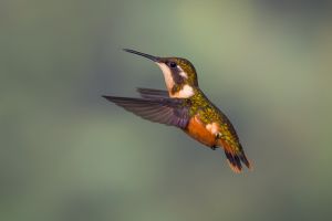 Purple-throated woodstar hummingbird.