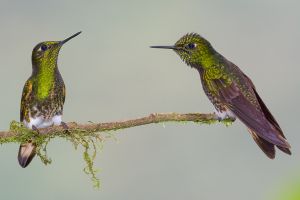 Buff-tailed coronet hummingbirds.