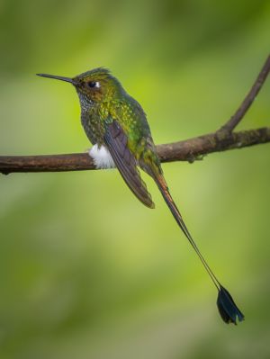 Booted racket-tail hummingbird