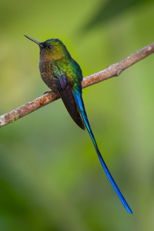 Violet-tailed sylph hummingbird.