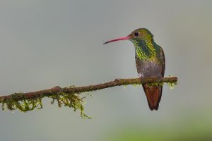 Rufous-tailed hummingbird.