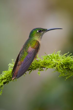 Fawn-breasted brilliant hummingbird.