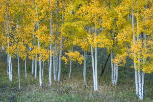 Aspen grove on Sunshine Mesa.