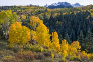 Aspens and the Sneffels Range.