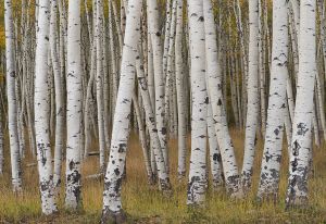 Aspen boles.