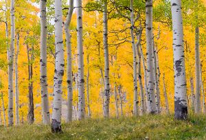 Aspen grove glowing after rain.