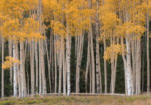 Aspens along Owl Creek Pass.