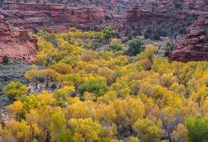 Cottonwoods in The Gulch.