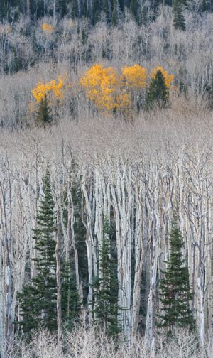 The last aspen color on Boulder Mountain.