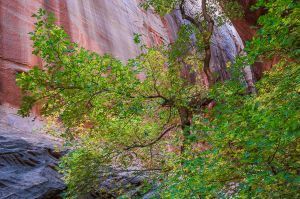 Box elder in Long Canyon slot.