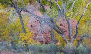 Cottonwoods and the red wall of The Gulch.