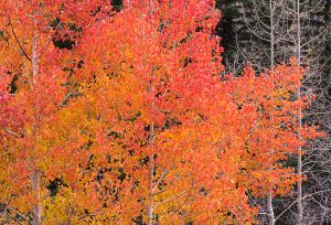 Red aspens on Boulder Mountain.