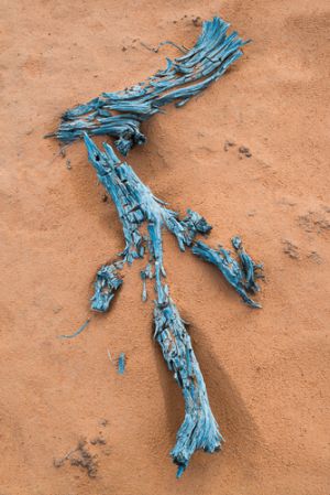 Weathered juniper in sand