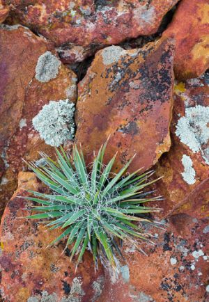 Agave and lichened rocks