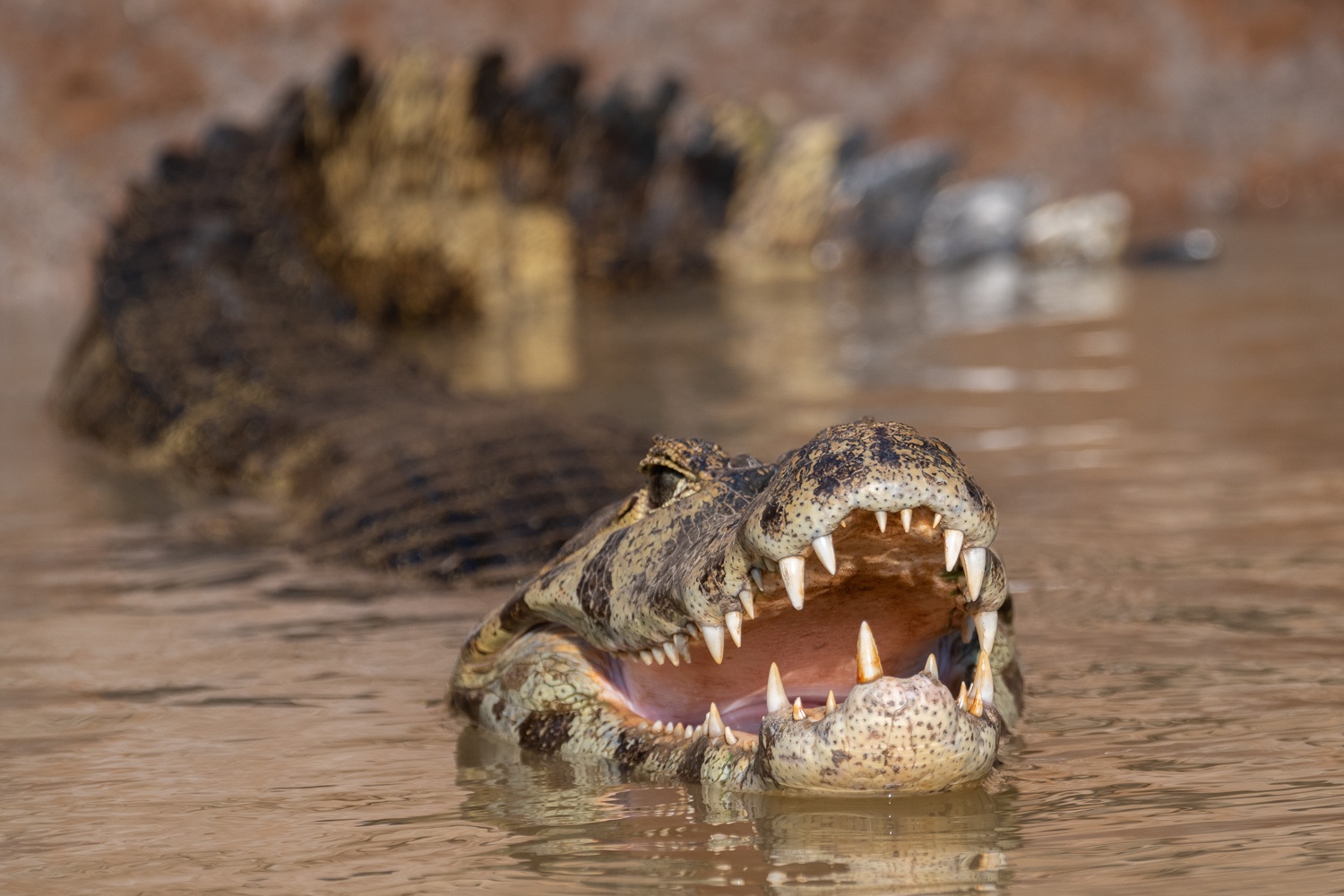 Yacare caiman, Pantanal, Brazil.