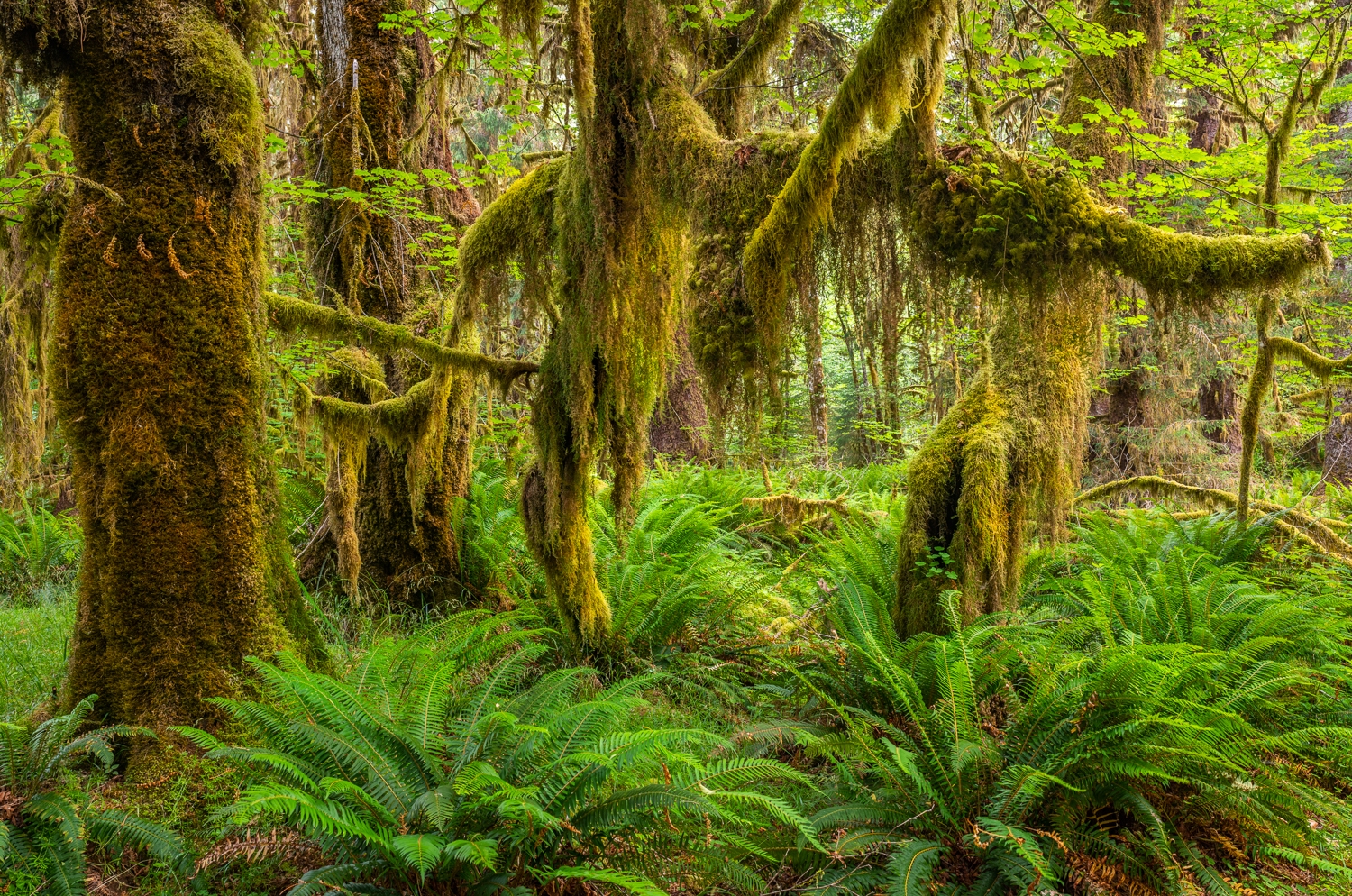 Moss-covered sitka spruce and sword ferns, Olympic National Park, Washington.