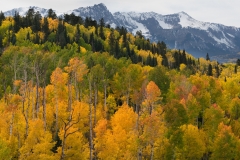 Autumn aspens below the Sneffels Range, Colorado.