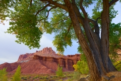Cottonwood tree and The Castle, Capitol Reef National Park, Utah.