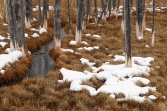 Dead lodgepole pines near Tangle Creek, Yellowstone NationalPark.