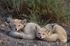 Patagonia grey fox, Torres del Paine National Park, Chile.