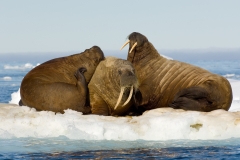 Walrus on ice floe, Spitsbergen.