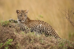 Young leopard, Masai Mara, Kenya.