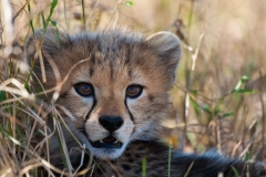 Cheetah cub, Botswana.