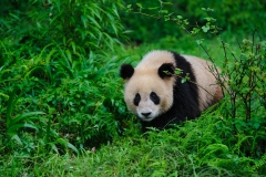 Panda, China.