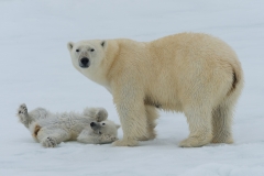 Polar bear and cub, Spitsbergen.