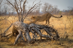 Cheetah, Botswana.
