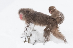 Snow monkey with baby, Japan.