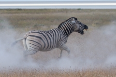 Common zebra, Etosha National Park, Namibia.