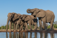 Elephants at waterhole, Botswana.