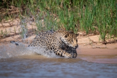 Jaguar lunging for prey, Pantanal, Brazil.