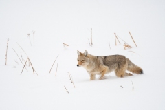 Coyote, Yellowstone National Park.