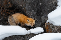 Red fox, Yellowstone National Park.