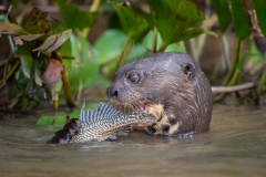 Giant river otter eating catfish, Pantanal, Brazil.