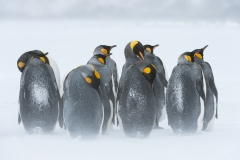 King penguins in ground blizzard,  South Georgia.