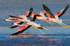 Andean flamingos, Bolivia.