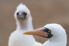 Nazca booby adult and chick, Galapagos.