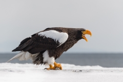 Steller's sea eagle, Japan.