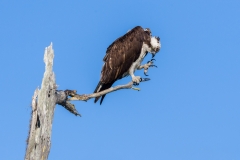 Osprey, Florida.