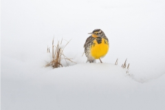 Meadowlark in winter, New Mexico.