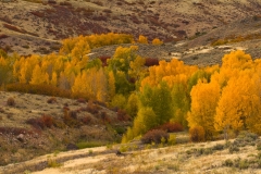 Quaking aspens in autumn, Colorado.