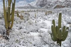 Desert snow, Arizona.
